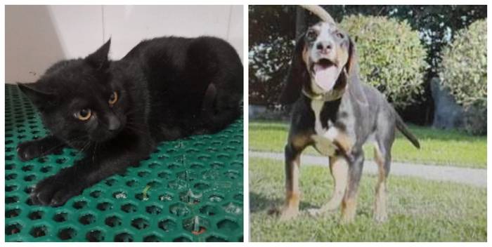 Adopzioa behar duten txakur eta katu bana daude Elorrion