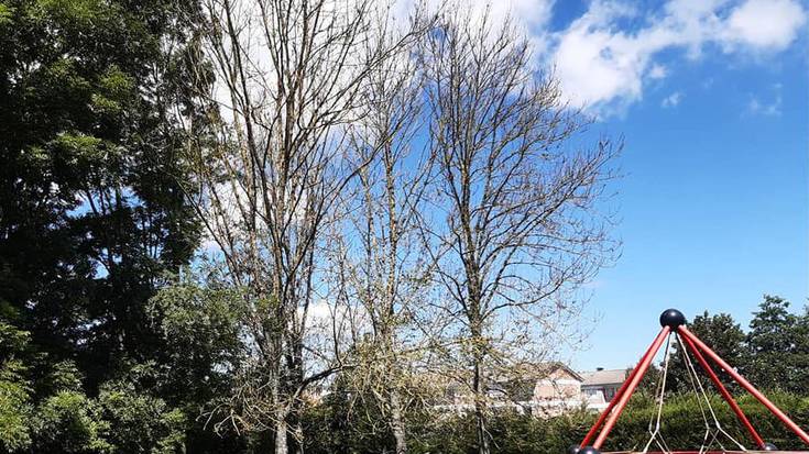 Mainondoko haur parkearen ondoan dauden lau zuhaitz pozoindu dituzte