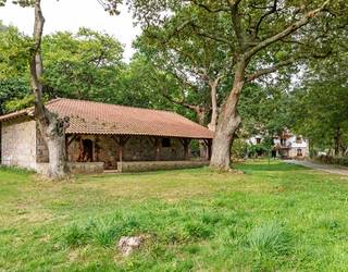 Amamak erakutsitako aldaera