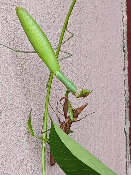 Mantis