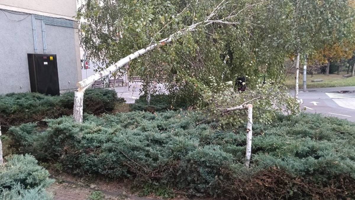 Durangar batek San Faustoko urki bi moztu ditu zuhaitzak altuegiak zirela iritzita