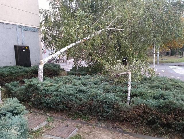 Durangar batek San Faustoko urki bi moztu ditu zuhaitzak altuegiak zirela iritzita