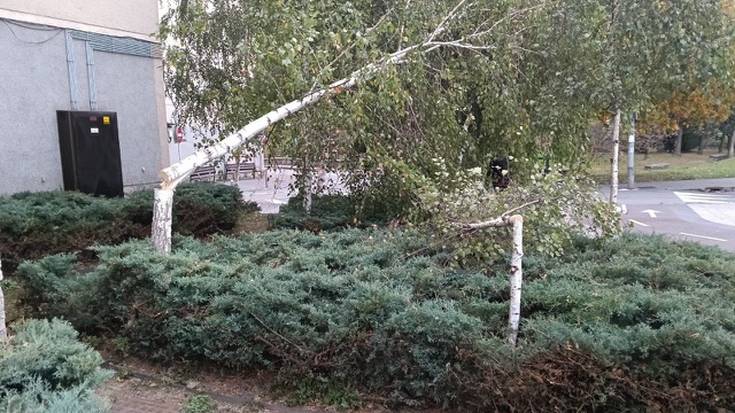 Durangar batek San Faustoko urki bi moztu ditu zuhaitzak altuegiak zirela iritzita