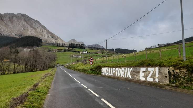 Eukaliptoen landaketa galaraztea eskatzeko herri ekimen bat martxan jarri dute Atxondon