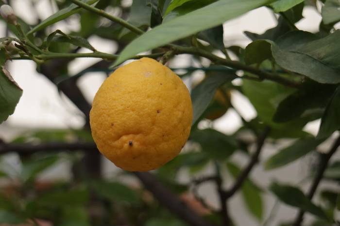 Limoia