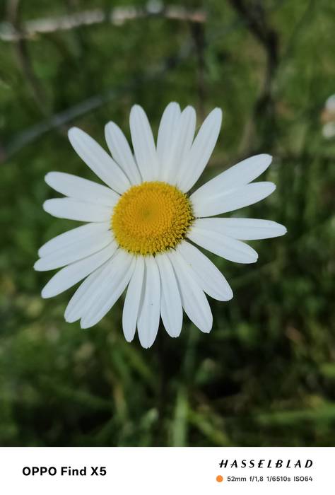 LOREA