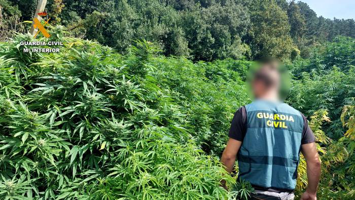 Guardia Zibilak 12 marihuana landaketa desegin ditu Bizkaian; euretako bat Zornotzan