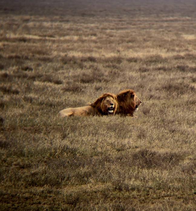 Amaigabeko lautada (Serengeti)