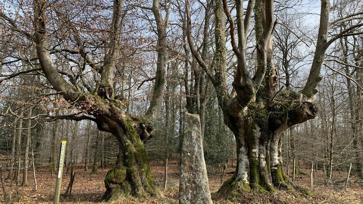 Basoen erresilientzia indartzeko lanak egingo dituzte Otxandion