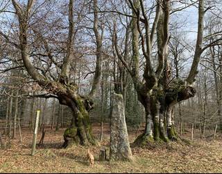 Basoen erresilientzia indartzeko lanak egingo dituzte Otxandion
