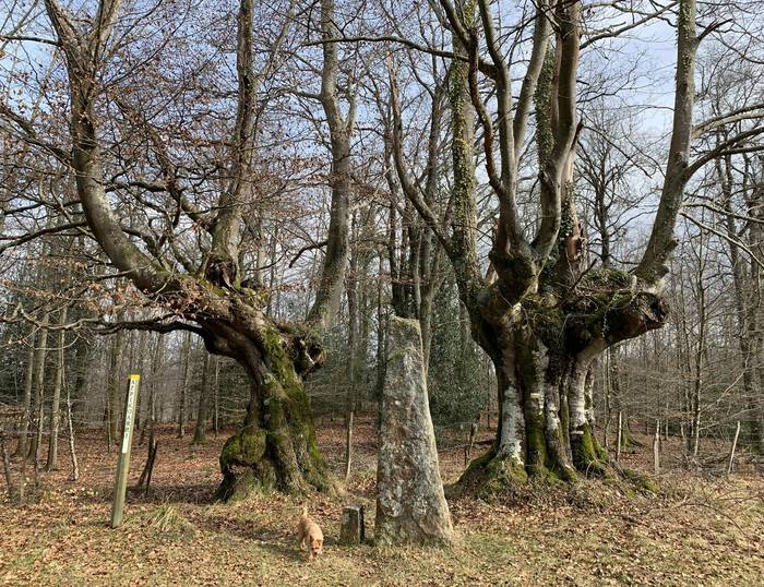 Basoen erresilientzia indartzeko lanak egingo dituzte Otxandion