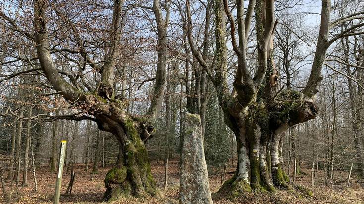 Basoen erresilientzia indartzeko lanak egingo dituzte Otxandion
