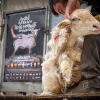 Munduko ardi moztailerik onenak, Abadiñon