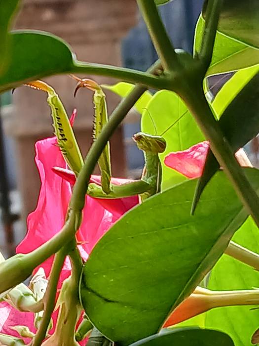 Mantis