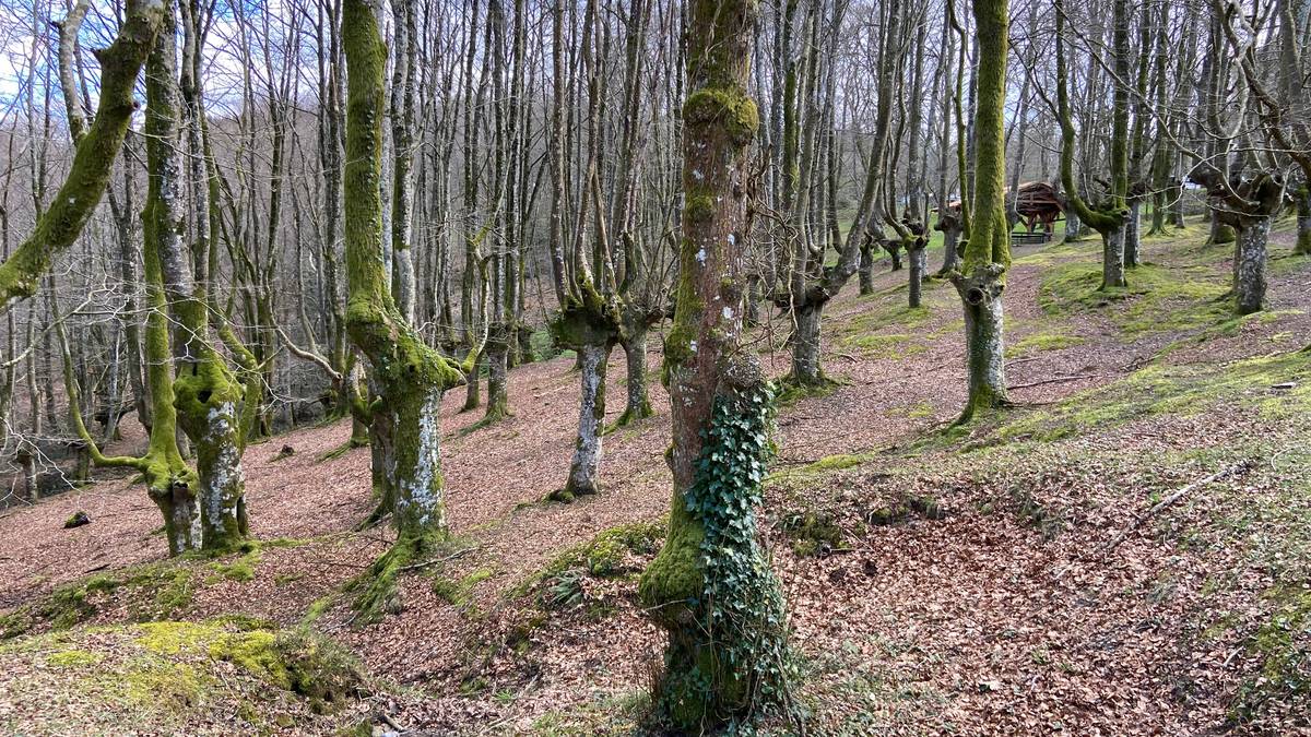 3.000 arbola baino gehiago sartu dituzte Garain, Trumoita aldean