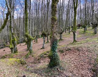 3.000 arbola baino gehiago sartu dituzte Garain, Trumoita aldean