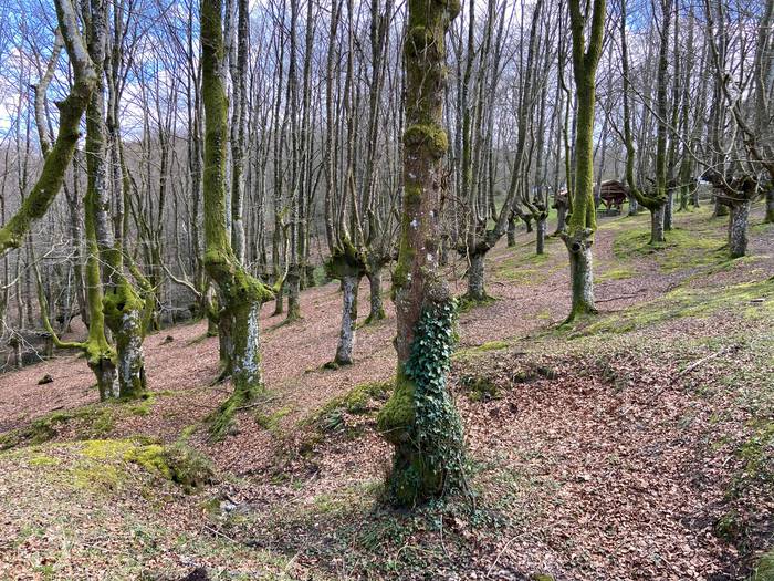 3.000 arbola baino gehiago sartu dituzte Garain, Trumoita aldean
