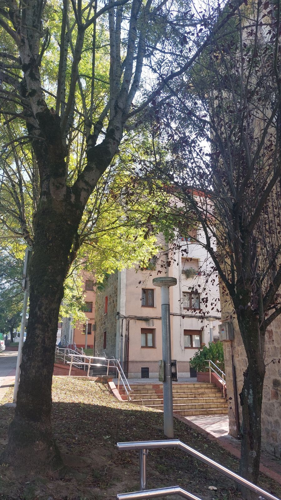 Herriko zuhaitzen egoerari buruzko azterlana aurkeztuko dute Durangon