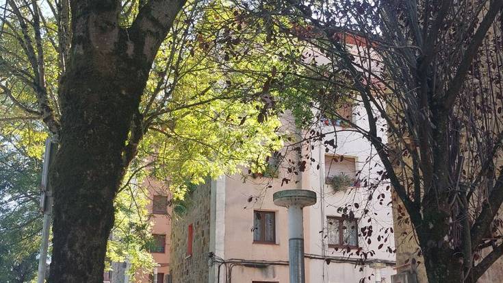 Herriko zuhaitzen egoerari buruzko azterlana aurkeztuko dute Durangon