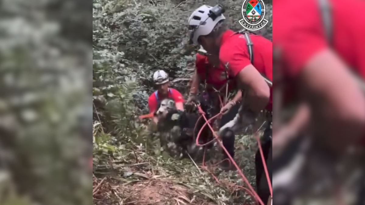 [BIDEOA]: Leize-zulo batera jausitako txakur biren erreskatea iruditan