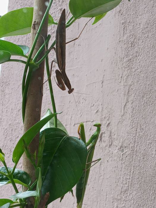 Mantis