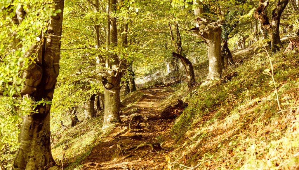 Urkiola Landa Garapenerako Elkarteak Durangaldeko ondare botanikoa osatzeko laguntza eskatu die herritarrei