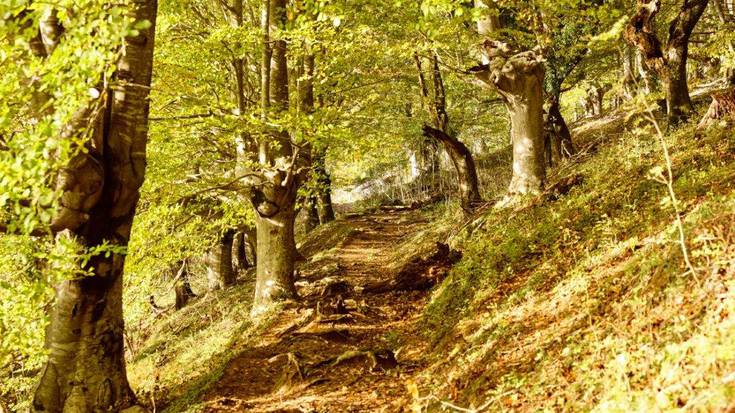 Urkiola Landa Garapenerako Elkarteak Durangaldeko ondare botanikoa osatzeko laguntza eskatu die herritarrei