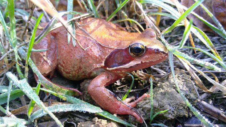 Anfibioen ‘etxera’ bisita gidatua antolatu dute Otxandion