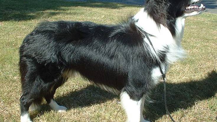 2018an, euskal artzain txakur baino border collie gehiago erregistratu ziren Durangaldeko herrietan: 10 txakur gehiago