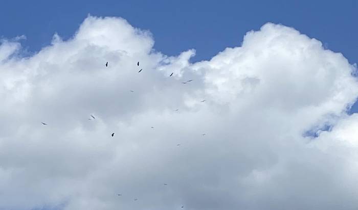 Saiek ardi bat eta haren bildotsa hil dituzte Abadiñon