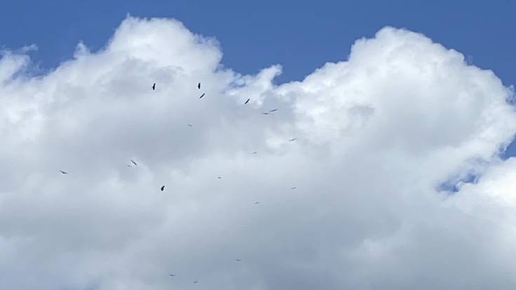 Saiek ardi bat eta haren bildotsa hil dituzte Abadiñon
