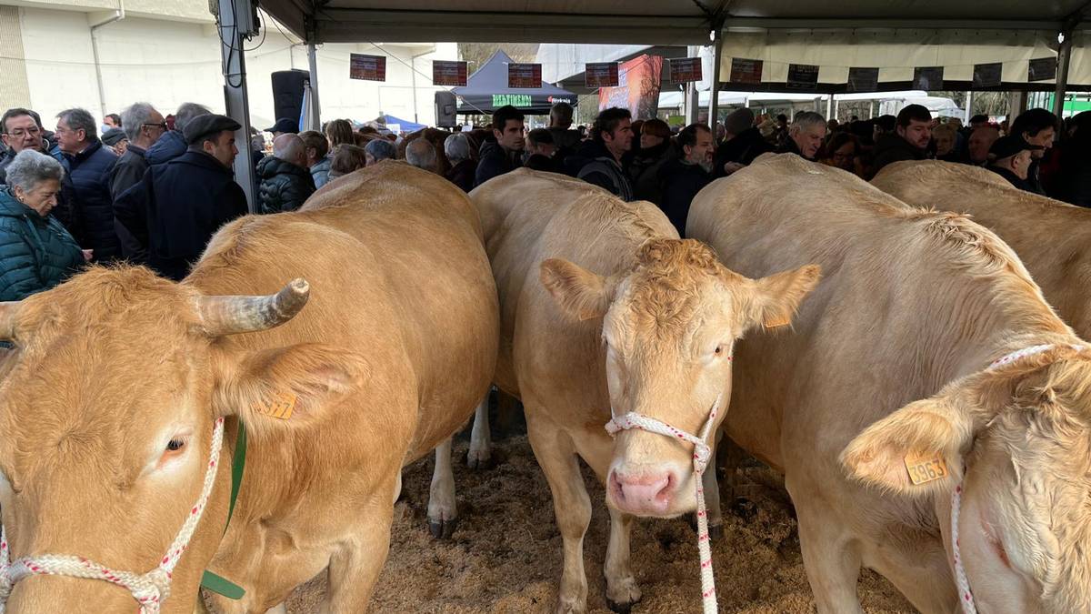 Behirik eta idi probarik gabeko San Blas azoka izango da aurtengoa