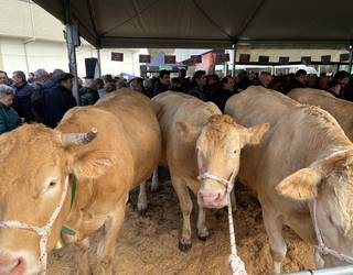 Behirik eta idi probarik gabeko San Blas azoka izango da aurtengoa