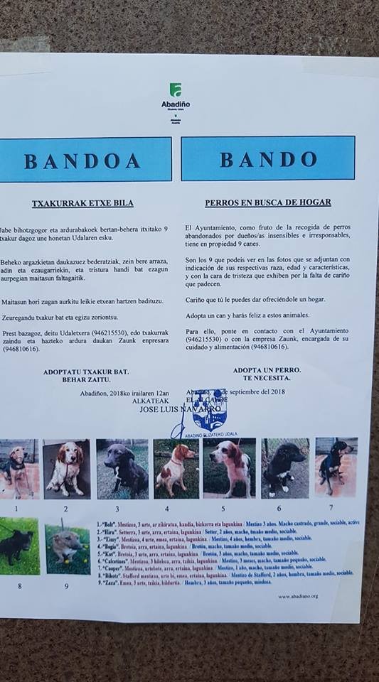 Abadiñoko udalak bederatzi txakur eskaintzen ditu adopzioan hartzeko