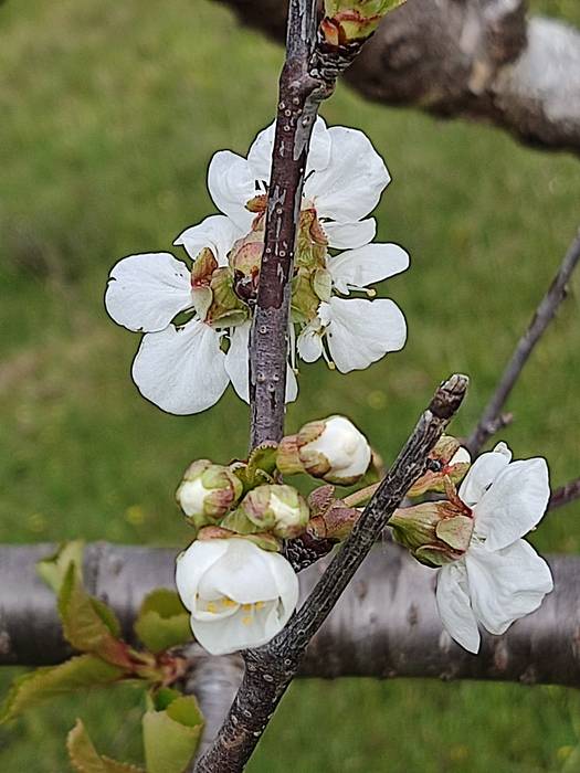 Sagarrondoa loran