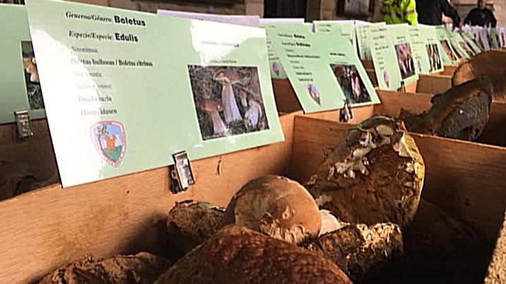 XXXV. Perrextiko Erakusketa