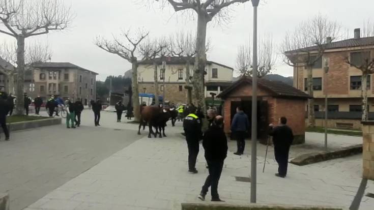 [BIDEOA] Idi bat ihes eginda ibili da Abadiñoko sanblasetan