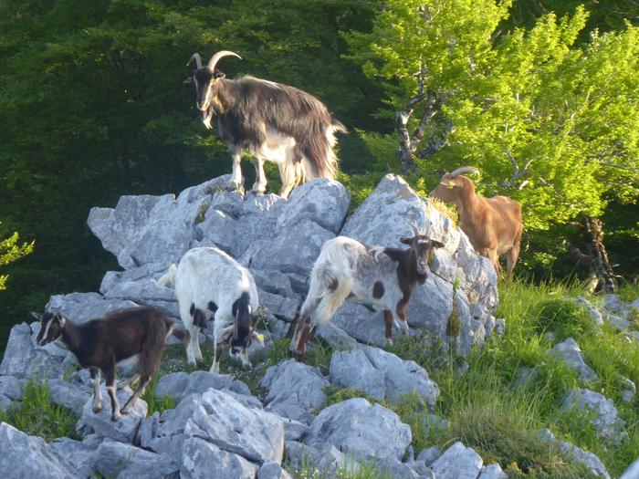 ahuntzak Deabruatxan