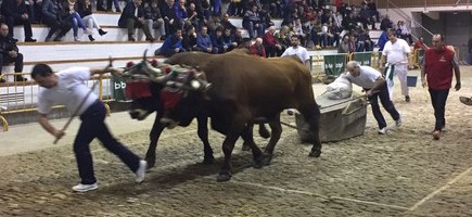 Idi proben inguruko galdeketara deitzeko sinadura bilketa abiatu dute