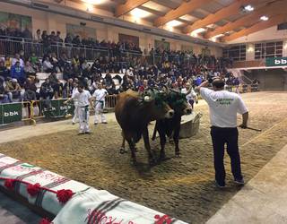 Zaldi probek idi proben hutsunea beteko dute San Blas egunean