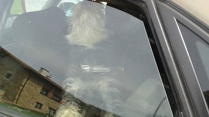 Atxondon bi txakur “larri” daudela salatu du Durandogek