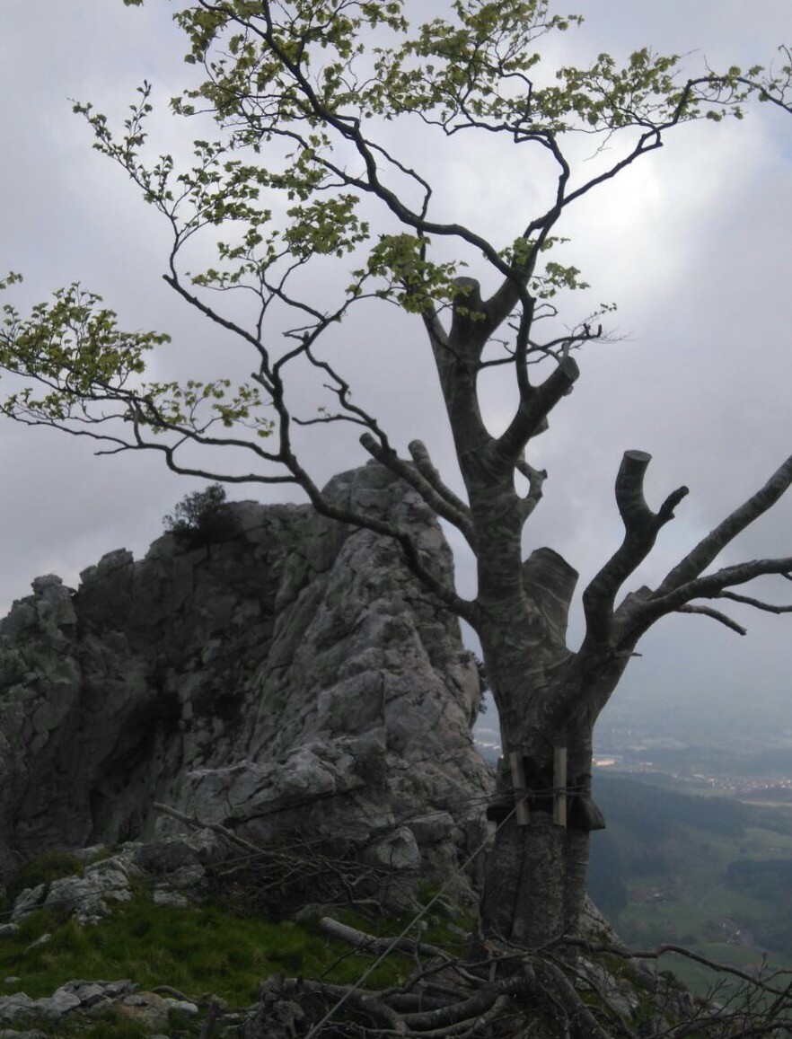 Astxikiko pagoak neguari eutsi dio
