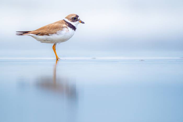 Fotosuratlarni sorayotgan semiz ayollar