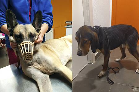 Txakurtegian dauden eta adopzioan dauden txakur biren mantenua bere gain hartu du Elorrioko Udalak