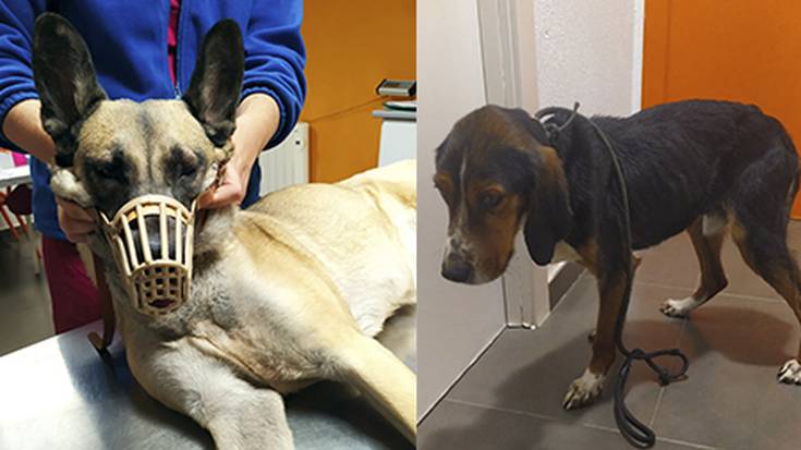 Txakurtegian dauden eta adopzioan dauden txakur biren mantenua bere gain hartu du Elorrioko Udalak