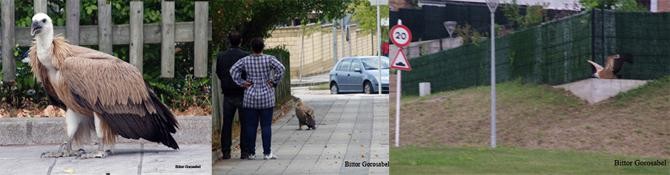Sai arre bat erreskatatu dute Tabira auzoan