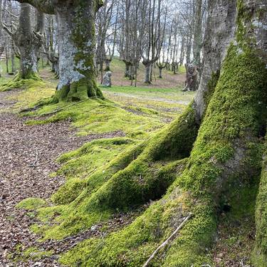 'Natur parkean murgilduta'