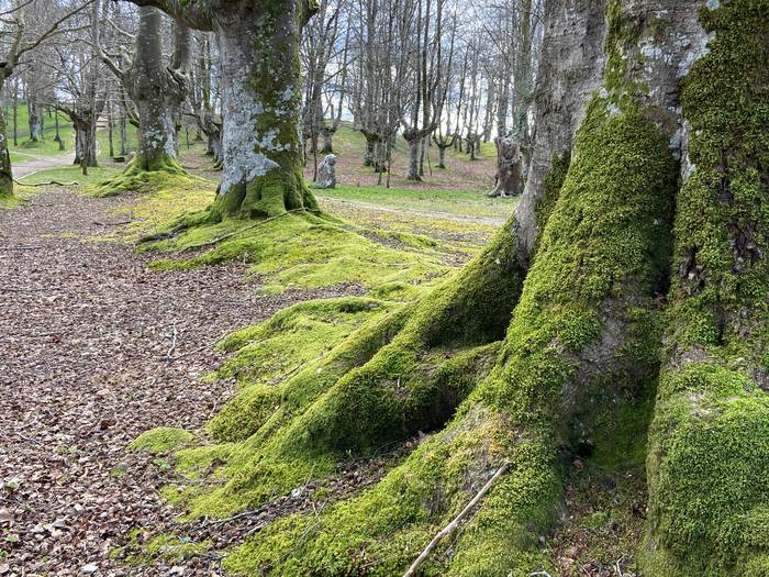 'Natur parkean murgilduta'