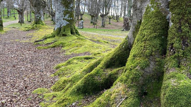 'Natur parkean murgilduta'