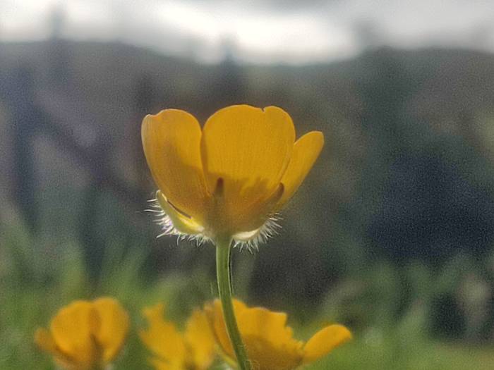 Txirri txirri lora